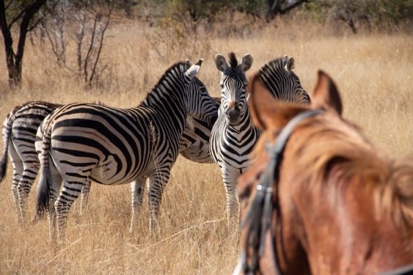 Zebra at Antelope Park, Zimbabwe