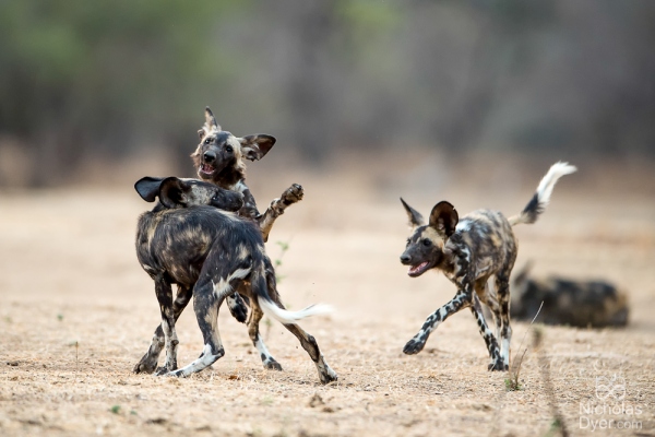 Painted Dogs - African Wild Dogs and the Painted Dog Conservation Centre in Hwange National Park, Zimbabwe