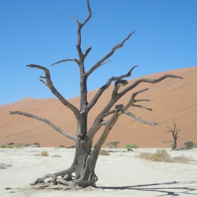 Cape Town To Vic Falls Wildtrack Africa tours around Southern Africa - Dead Vlei, Namibia