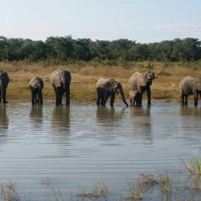 Wildtrack Africa tours around Southern Africa - Hwange National Park, Zimbabwe
