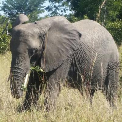 Wildtrack Africa tours around Southern Africa - Hwange National Park, Zimbabwe