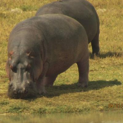Wildtrack Africa tours around Southern Africa - Hwange National Park, Zimbabwe