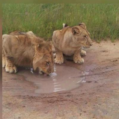Wildtrack Africa tours around Southern Africa - Hwange National Park, Zimbabwe