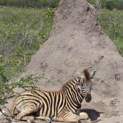 Wildtrack Africa tours around Southern Africa - Hwange National Park, Zimbabwe