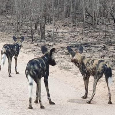 African Wild dogs seen on safari in Hwange national park, Zimbabwe