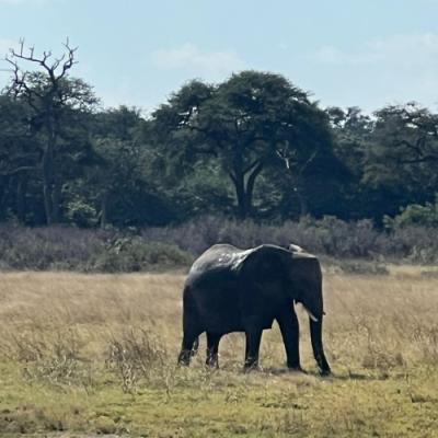 Elephants are always spotted on safari in Hwange national park