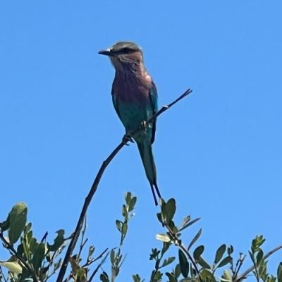 Birdlife of Zimbabwe
