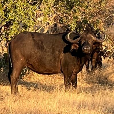 Cape Buffalo seen on safari in Hwange National Park, Zimbabwe