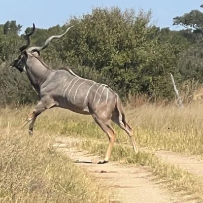 Kudu dashing across the dirt road in Hwange national park, Zimbabwe