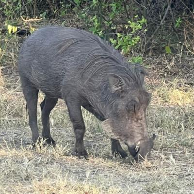Warthog feeding in Zimbabwe, seen while on safari