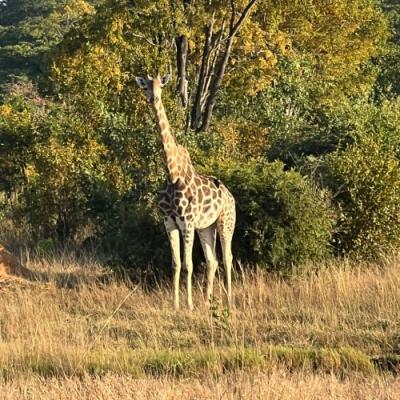 Giraffe seen on safari in hwange national park, Zimbabwe
