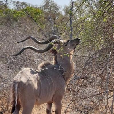 Kudu seen on safari in Hwange national park, Zimbabwe