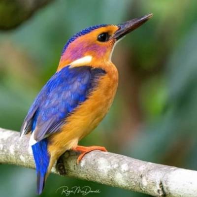 Wildtrack birdlife spotted on safari