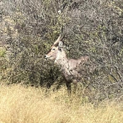 Wild buck - Wildlife of Hwange national park, Ximbabwe