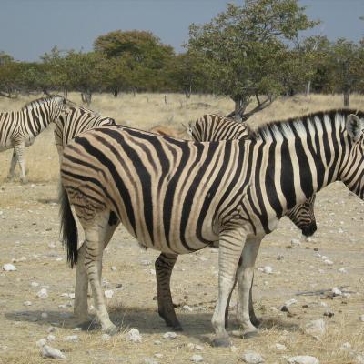 Wildtrack Africa tours around Southern Africa - Etosha - Namibia
