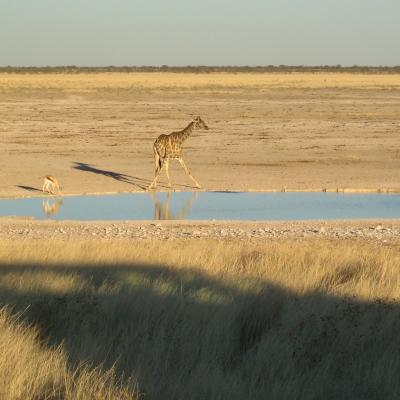 Wildtrack Africa tours around Southern Africa - Etosha, Namibia