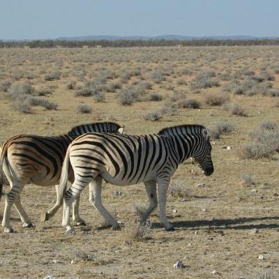 Wildtrack Africa tours around Southern Africa -Namibia
